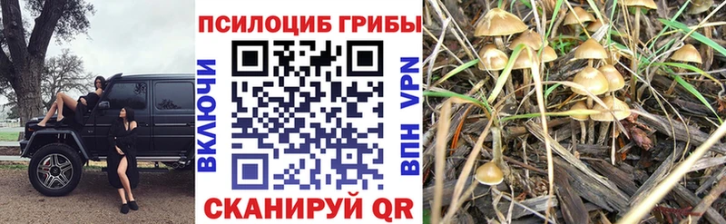 Псилоцибиновые грибы Psilocybine cubensis где можно купить Казань